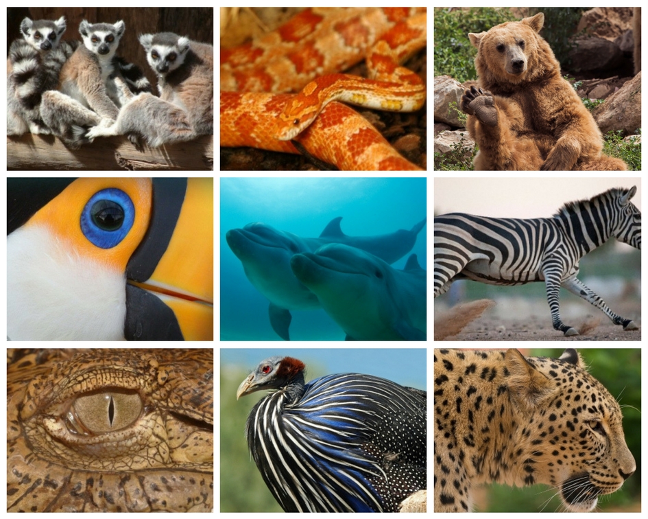 zoo-attika-park-animaux