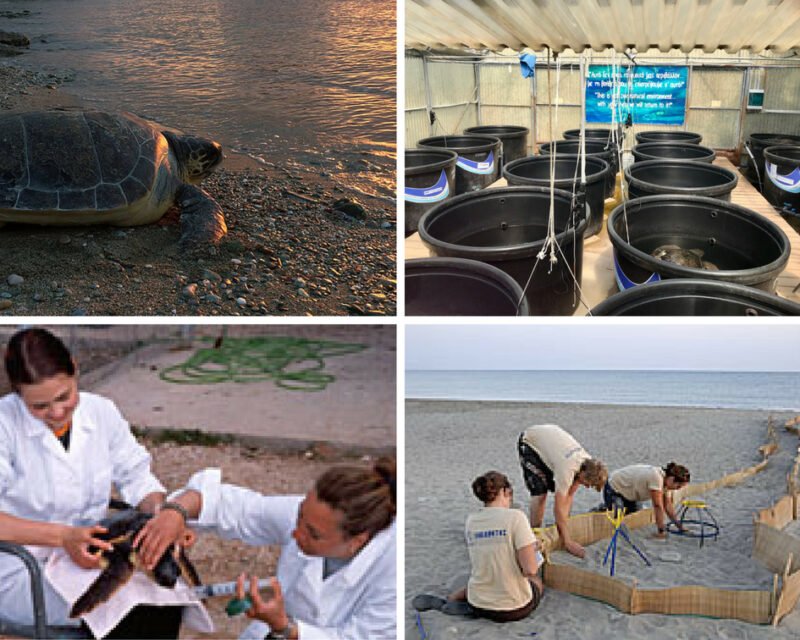 Enfants Ath&egrave;nes : le centre de protection des tortues de mer 