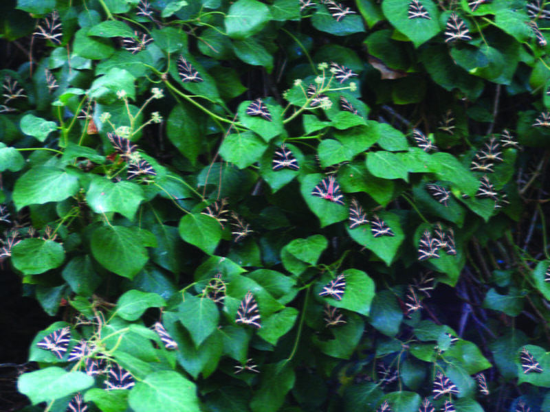L'&icirc;le de Paros, dans les Cyclades