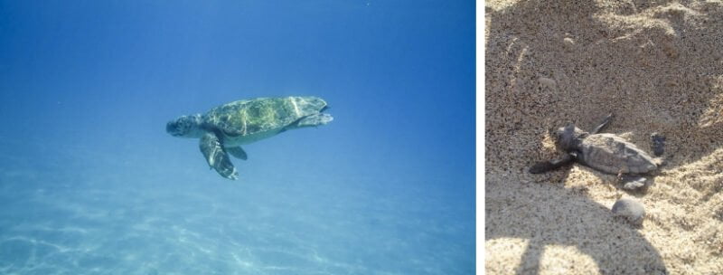 Tortues &agrave; Zante - parc marin de Zakynthos