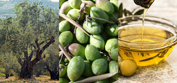 Lesbos et son oliveraie d'onze millions d'arbres