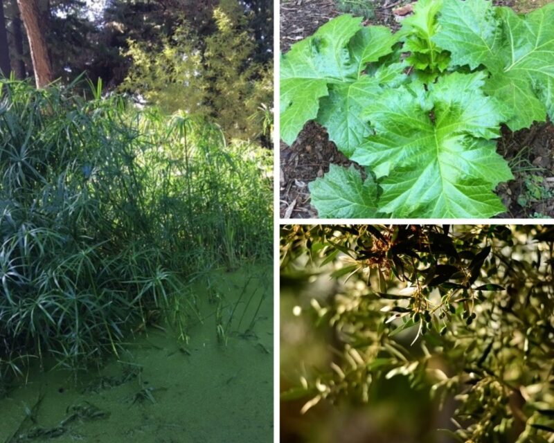 Ath&egrave;nes hors des sentiers battus : visite mythologie et plantes m&eacute;dicinales au jardin botanique d'Ath&egrave;nes