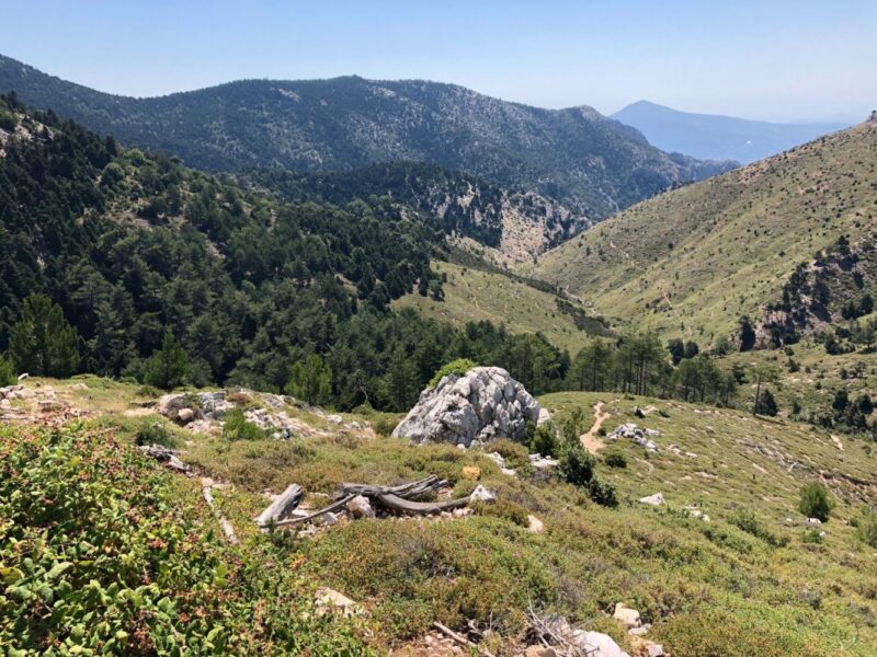 randonnée autour d'Athènes dans la forêt de Tatoi