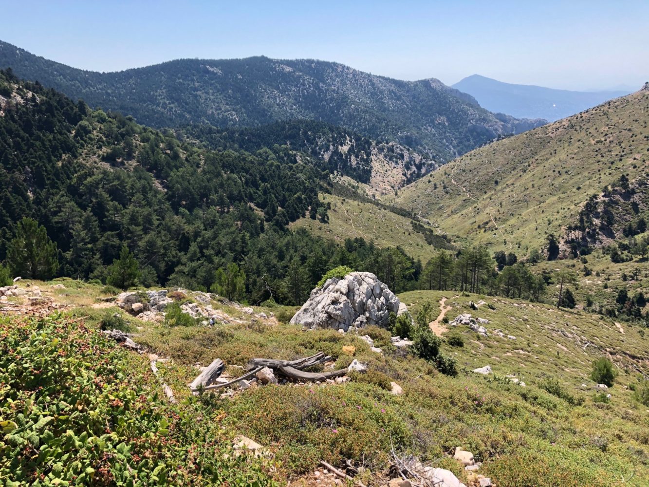 randonnée autour d'Athènes dans la forêt de Tatoi