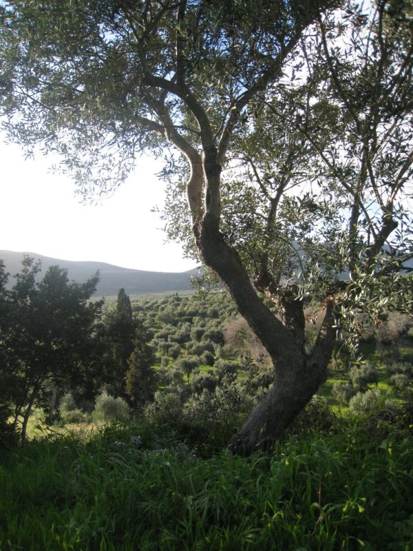 Oliveraie Bio les Trois Tortues