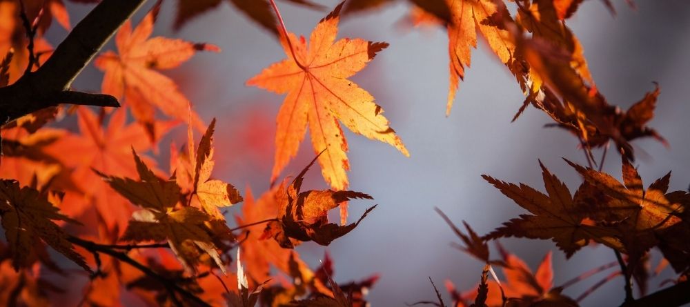 feuilles orange d'automne