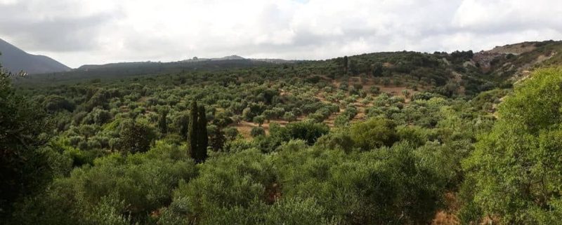 huile d'olive grecque gout mentions comment les distinguer