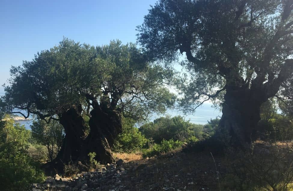 oliviers centenaires sur l'&icirc;le d'Ithaque en Gr&egrave;ce, mer en fond