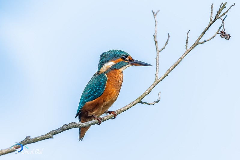 martin pêcheur sur une branche, alcyonides