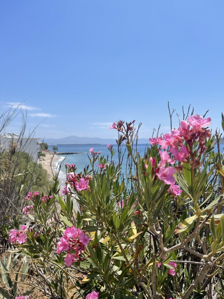 Fleurs &agrave; Drios, le jardin de Paros