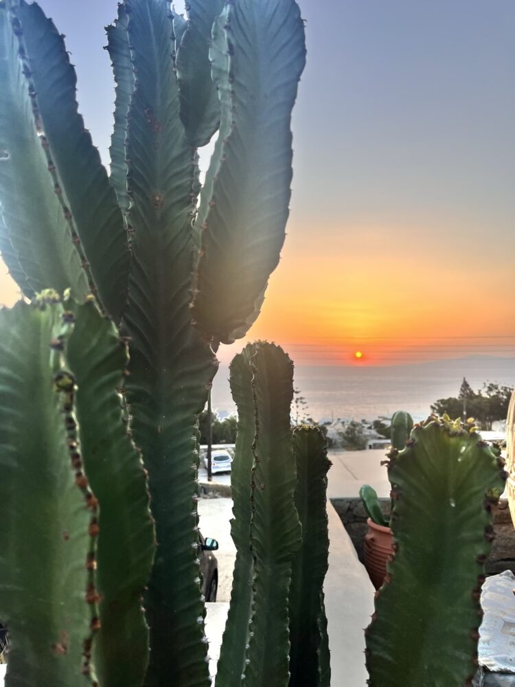 Azul, Restaurant Mexicain &agrave; Mykonos, Cactus sur la terrasse