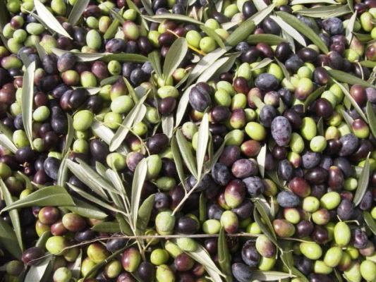 les olives, ingr&eacute;dient de base du r&eacute;gime cr&eacute;tois