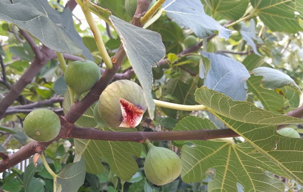 figues mures dans un figuier en Gr&egrave;ce
