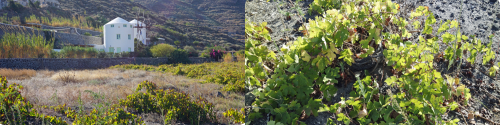 ceps de vigne de Santorin
