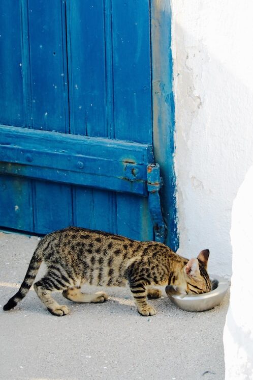 chat dans une rue en Gr&egrave;ce