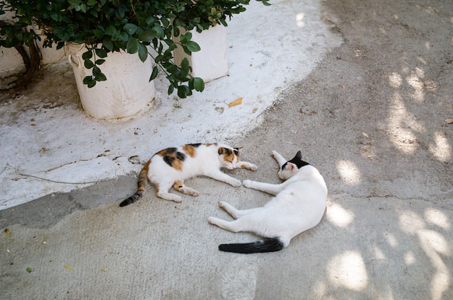 Les chats d'Ath&egrave;nes