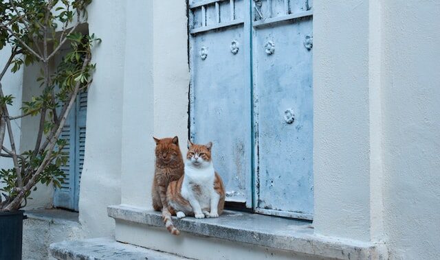 Les chats d'Athènes