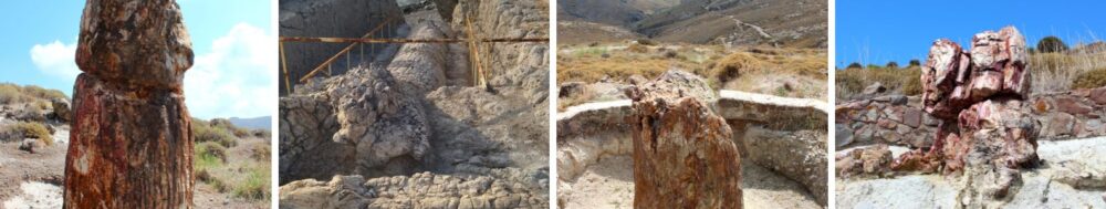 Foret p&eacute;trifi&eacute;e de Lesbos &agrave; Sigri