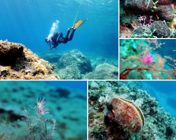 Alonissos Plongée sous-marine