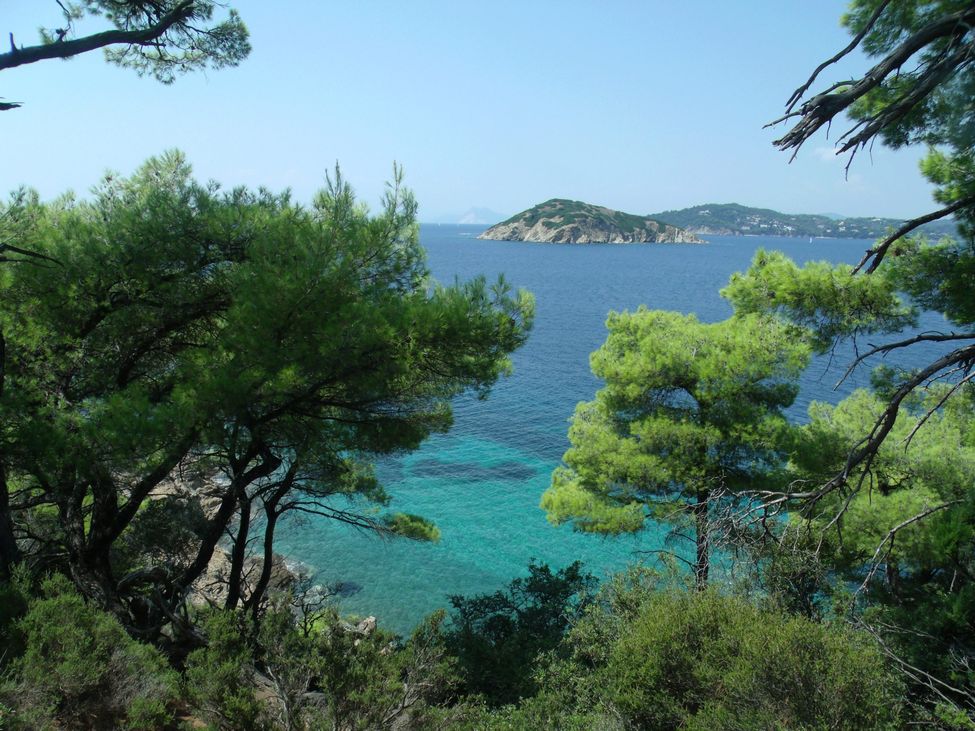paysage depuis un sentier côtier de Skiathos : arbres verts et mer bleue en fond