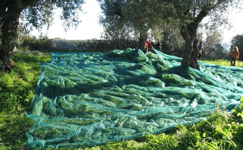 R&eacute;colte des olives aux Trois tortues - sacs en toile de jute en Gr&egrave;ce