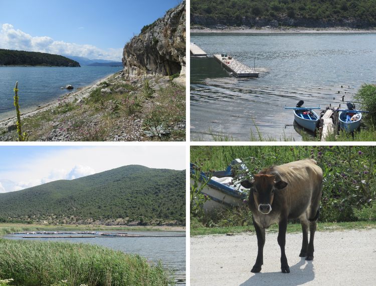Psarades, village de p&ecirc;cheurs et vache de Prespa &agrave; cornes courtes 