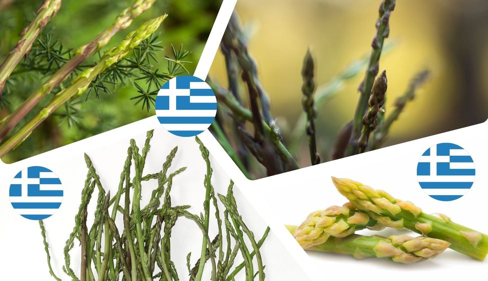 Asperges sauvages en Grèce