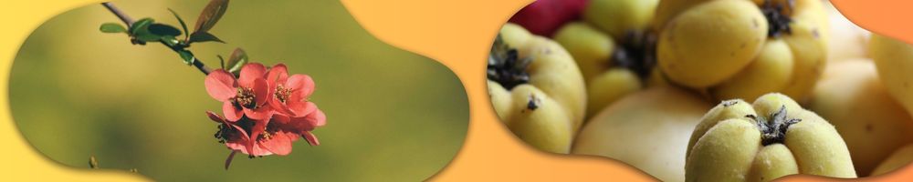 Le cognassier et son fruit le coing en Gr&egrave;ce